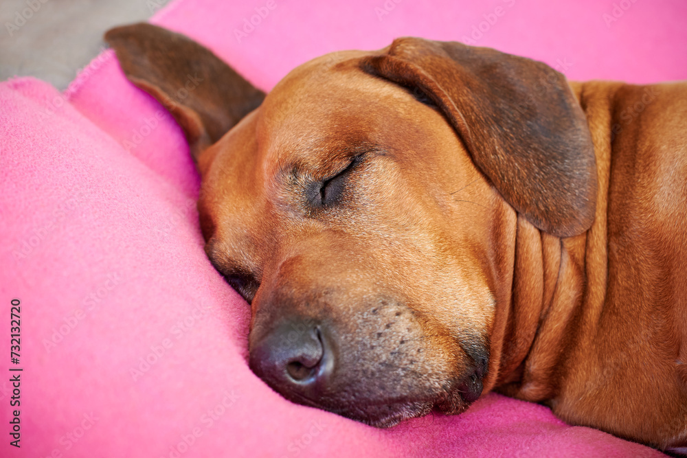 Face of a sleeping dog close-up Dog sleeps on pillow Face of a sleeping dog close-up Dog sleeps on pillow