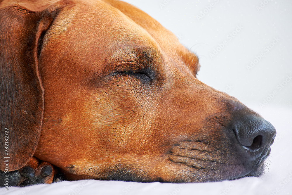 Big brown dog sleep Close-up Rhodesian ridgeback