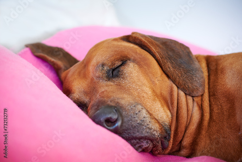 Close-up dog sleeping on pink pillow  © zontica