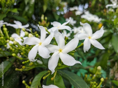 Mondokaki Flower In the morning