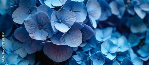 A stunning close-up of azure, electric blue flowers with violet petals, belonging to the Hydrangea serrata plant, a beautiful groundcover flowering plant.  photo