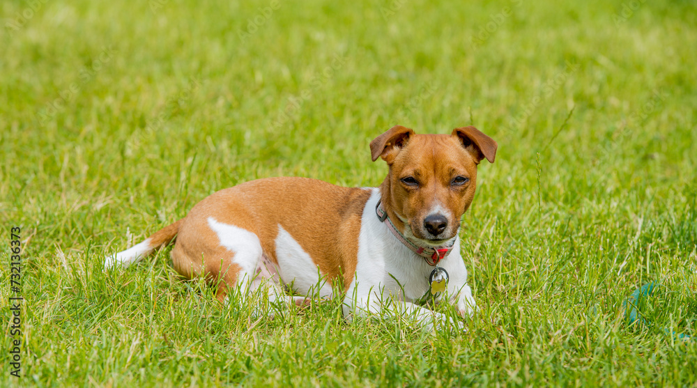Jack Russell on the grass portrait