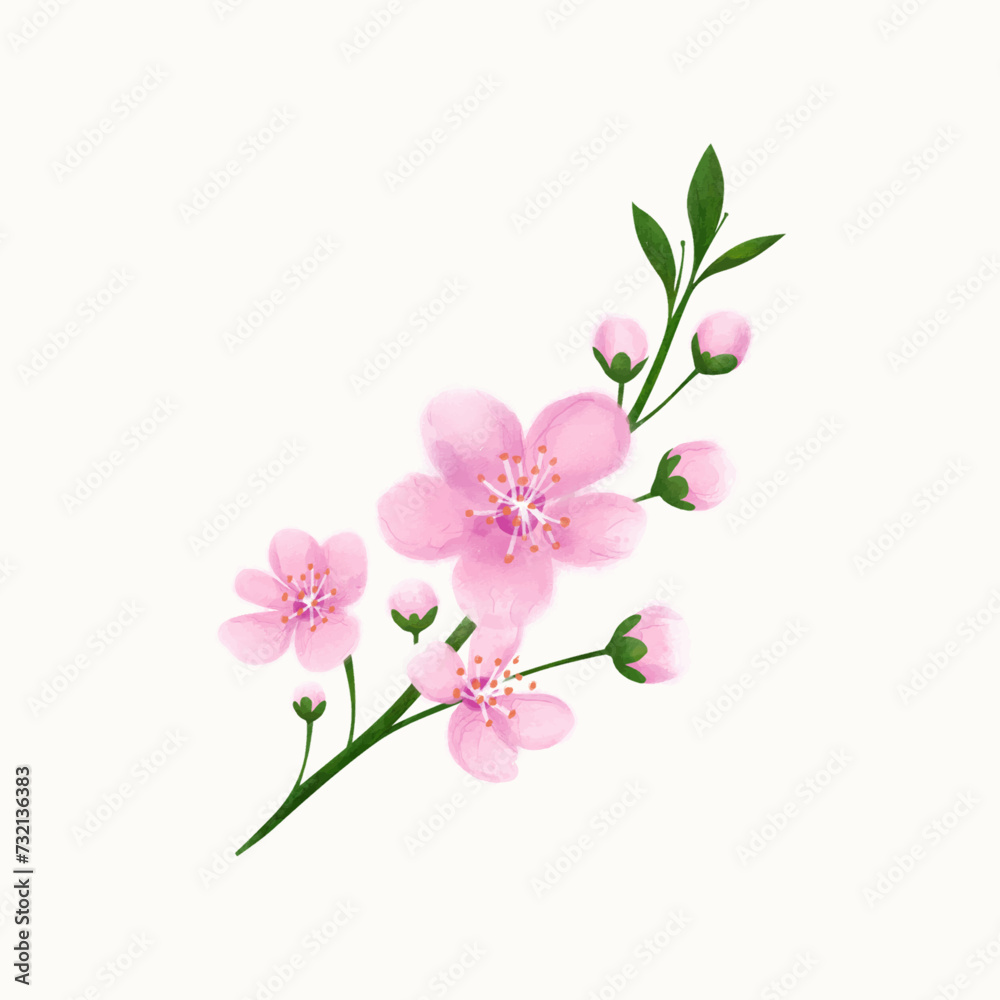 Watercolor cherry blossom branch isolated on light background. Hand drawn vector illustration