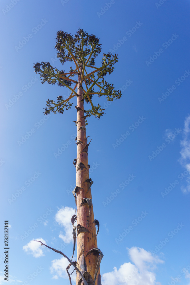 Fototapeta premium Withered and new flower stalks of Agave americana or blue agave with blue sky, coast of Atlantic ocean in Portugal