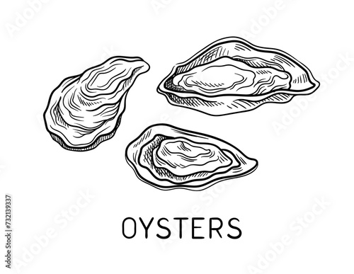 Drawing sea fauna linear. Oysters with inscription. Educational material. Minimalistic creativity and art. Template and layout. Outline flat vector illustration isolated on white background
