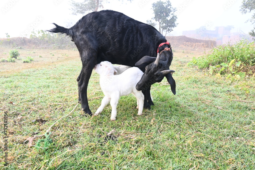 Goat Feeding His Baby Cute Baby Goat Drinking Milk Cattle Farming Or 