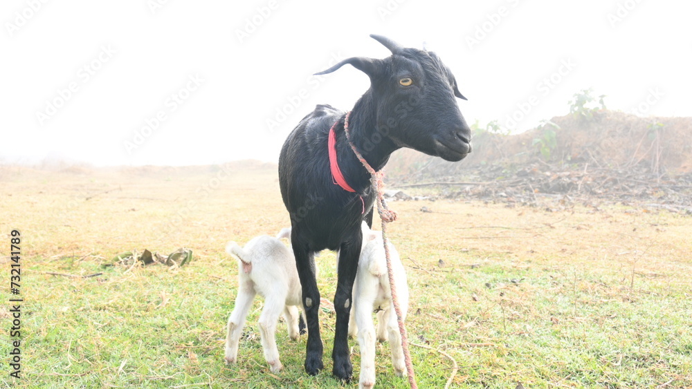 Goat feeding his baby. Cute Baby goat drinking milk. cattle Farming or husbandry concept. Indian black Bengal goat and his baby. Goat kids.
Goat feeding his baby. Cute Baby goat drinking milk. cattle Farming or husbandry concept. Indian black Bengal goat and his baby. Goat kids.
