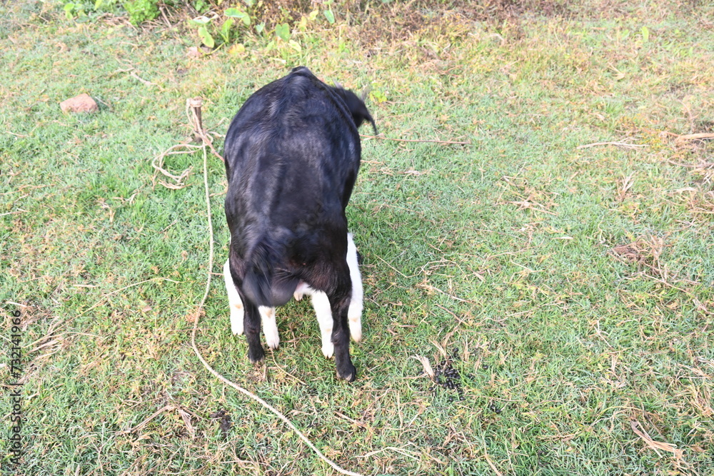 Goat feeding his baby. Cute Baby goat drinking milk. cattle Farming or husbandry concept. Indian black Bengal goat and his baby. Goat kids.
Goat feeding his baby. Cute Baby goat drinking milk. cattle Farming or husbandry concept. Indian black Bengal goat and his baby. Goat kids.