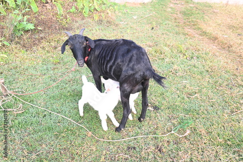 Goat feeding his baby. Cute Baby goat drinking milk. cattle Farming or husbandry concept. Indian black Bengal goat and his baby. Goat kids. 