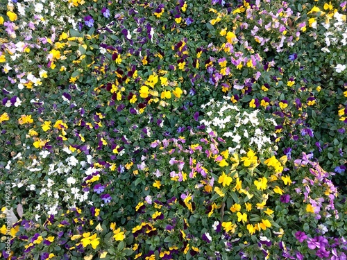 Piante e fiori multicolore in un giardino pubblico della città