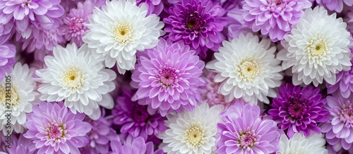 Close-up of purple and white flower with yellow center © AkuAku