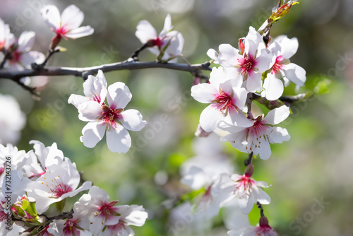 A detailed view of a tree featuring striking white and red flowers. Almond flowers outdoors. © tilialucida