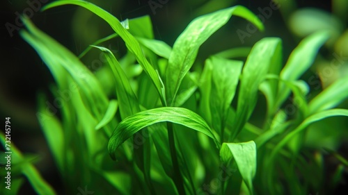Close-up of lush green aquatic plants in soft focus, illustrating the vibrant life of a freshwater habitat