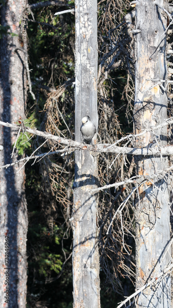 Fototapeta premium Canada jay on branch