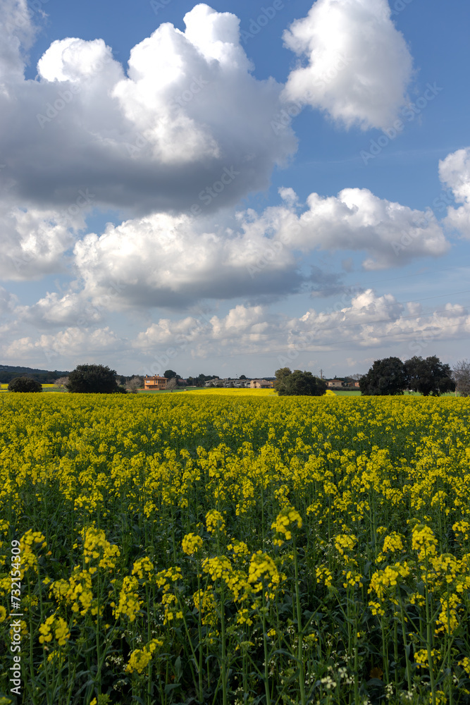 Flores Doradas de Llofriu: Primavera en Cataluña