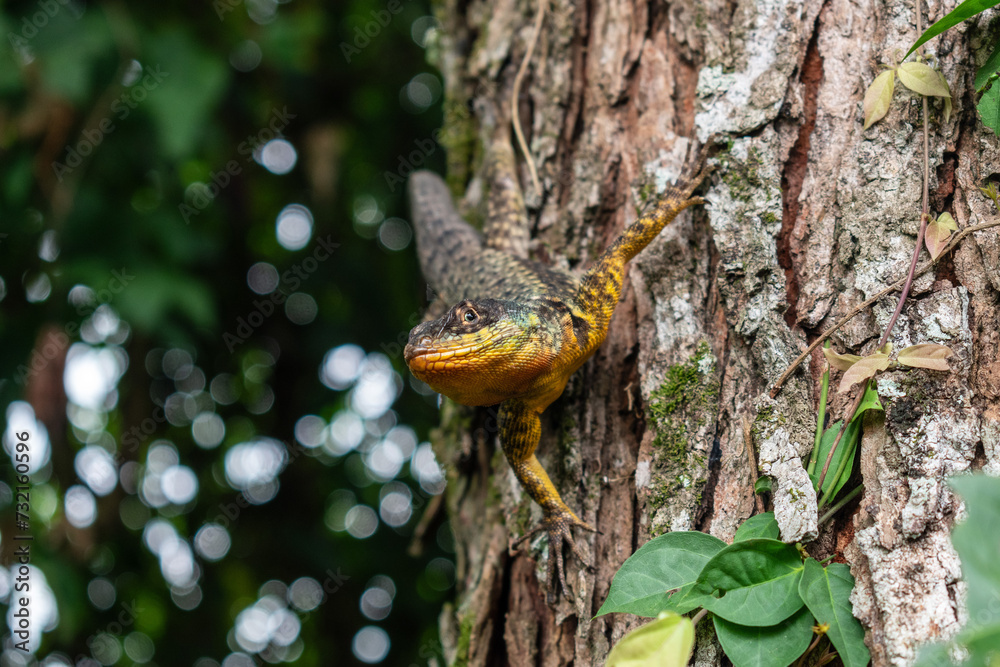 Tree-Dwelling Iguana