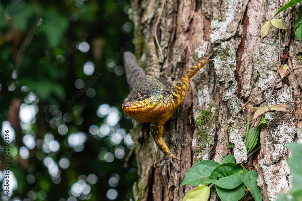 Tree-Dwelling Iguana Tree-Dwelling Iguana