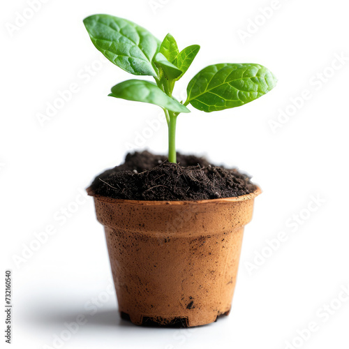 Small young plant thriving in soil-filled pot, symbolizing growth and new life in nature