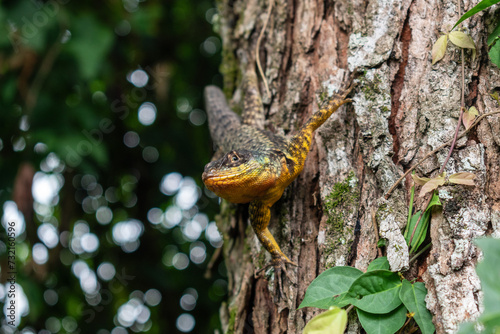 Tree-Dwelling Iguana