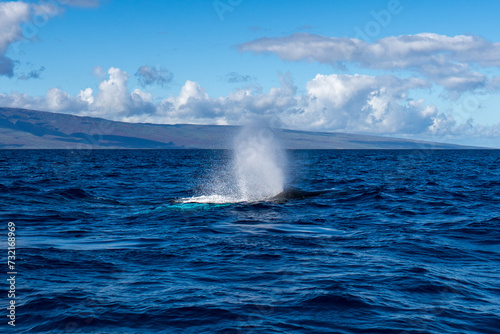 Humpback Whale Spout Blowing near Lahaina, Maui, Hawaii