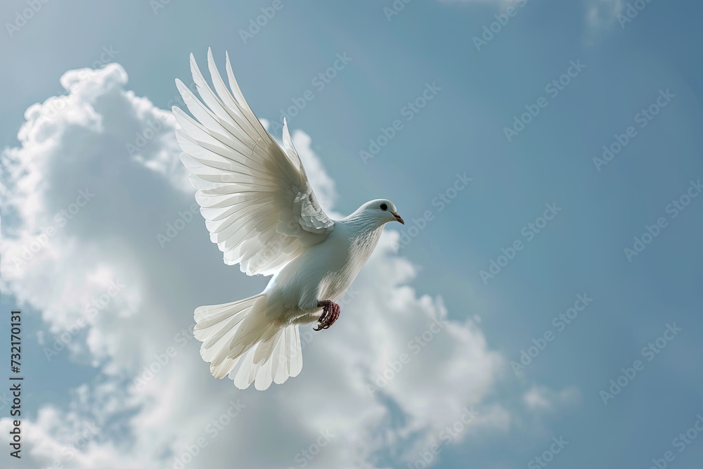 Fototapeta premium white dove flying on blue sky for freedom concept,international day of peace, No war concept