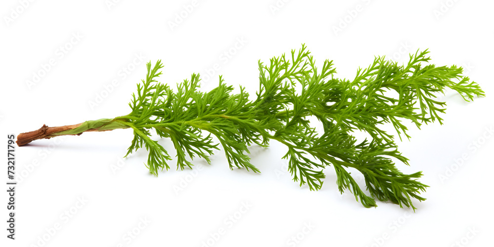 Close up shot of branch of fresh green dill herb leaves isolated on white background Anthem graveolent is an important medicinal and medicinal plant. The herb is also used in the Frankfurt green. - obrazy, fototapety, plakaty 