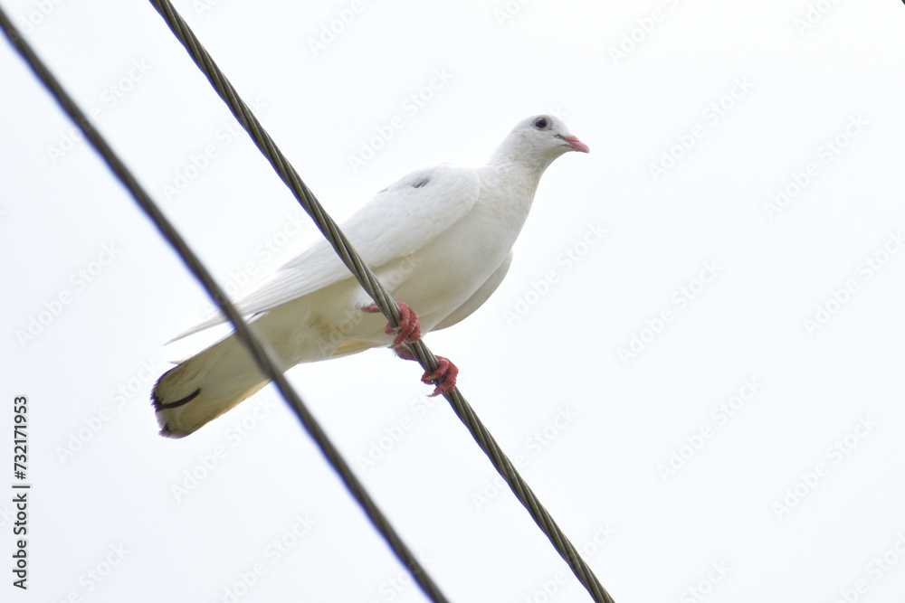 Obraz premium white dove on a branch
