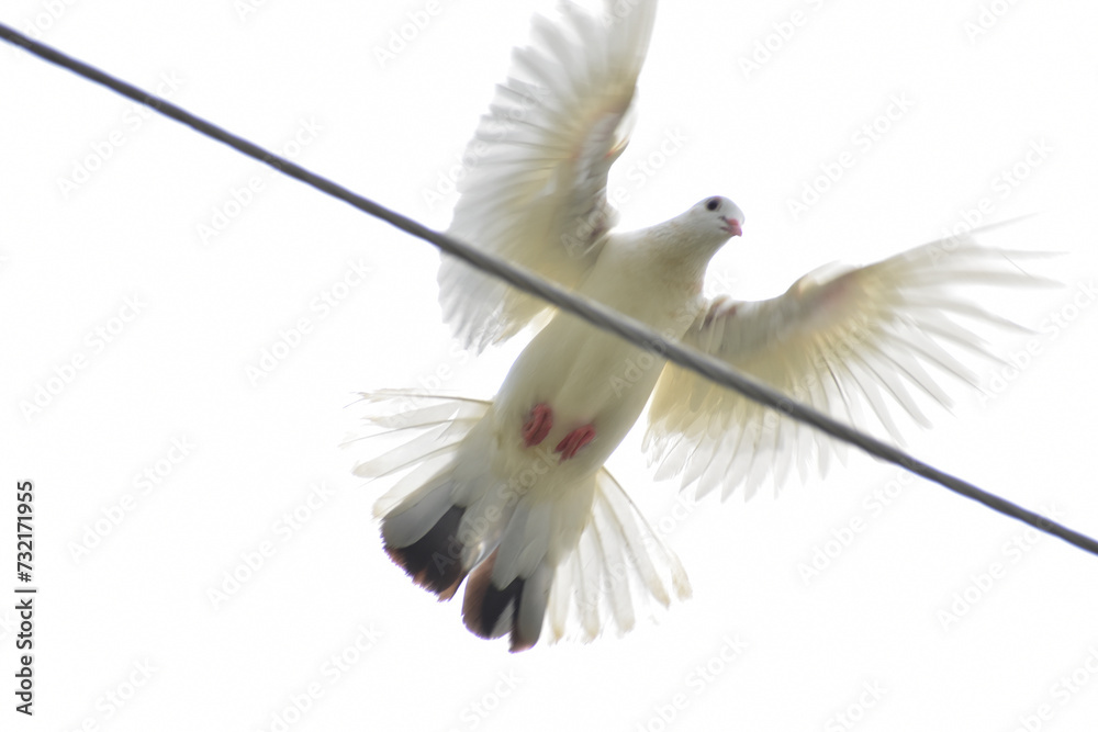 Obraz premium white dove flying