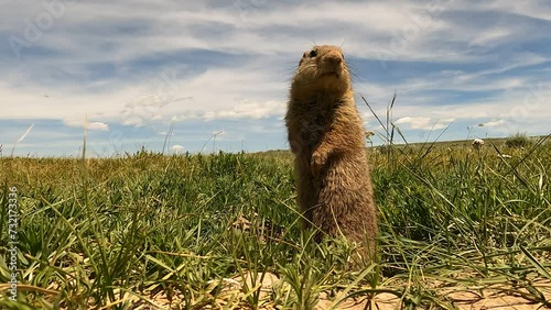 Prairie dog at attention against the summer sky photo