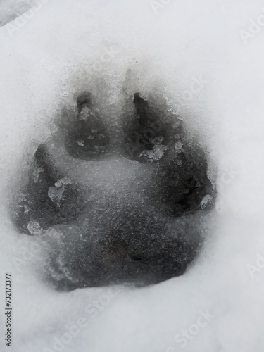 A canine paw print is left in the snow. 