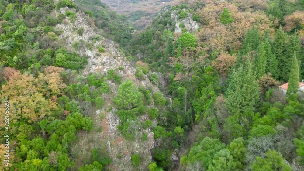 An aerial view of a lush green forest on a mountain with trees and plants An aerial view of a lush green forest on a mountain with trees and plants