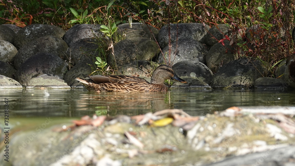 Obraz premium カモ