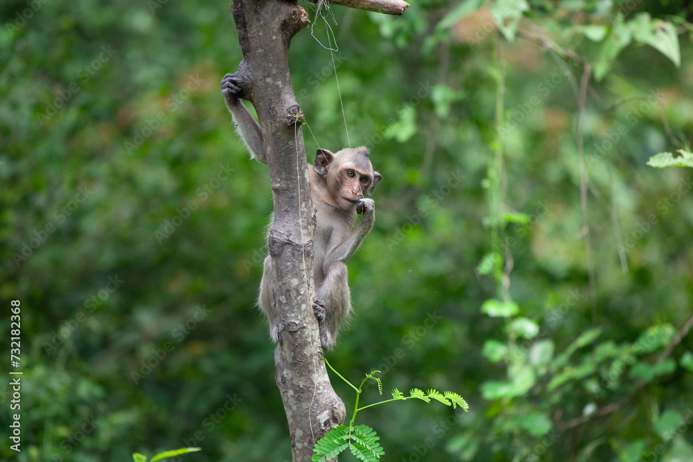 Fototapeta premium 可愛いサル 