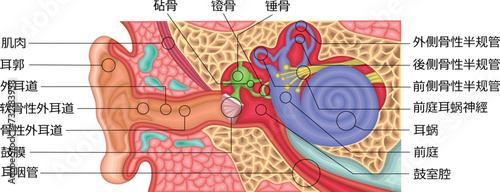 耳　構造　イラスト　中国語