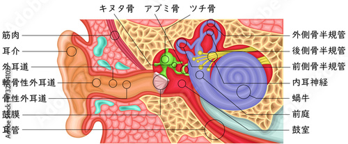 耳　構造　イラスト　日本語