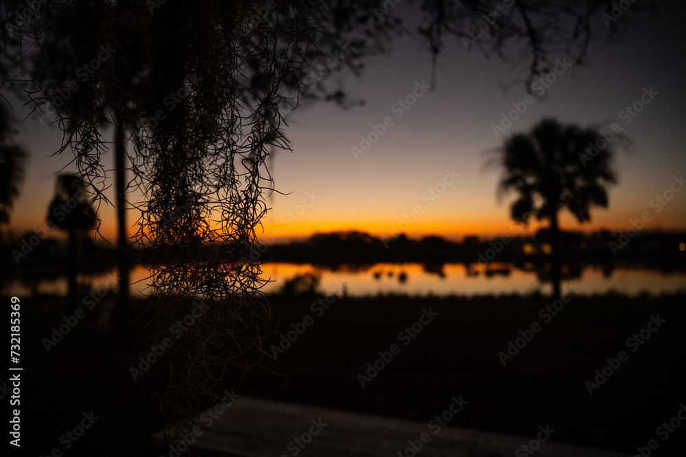 Spanish Moss Hangs Down At Sunset Spanish Moss Hangs Down At Sunset