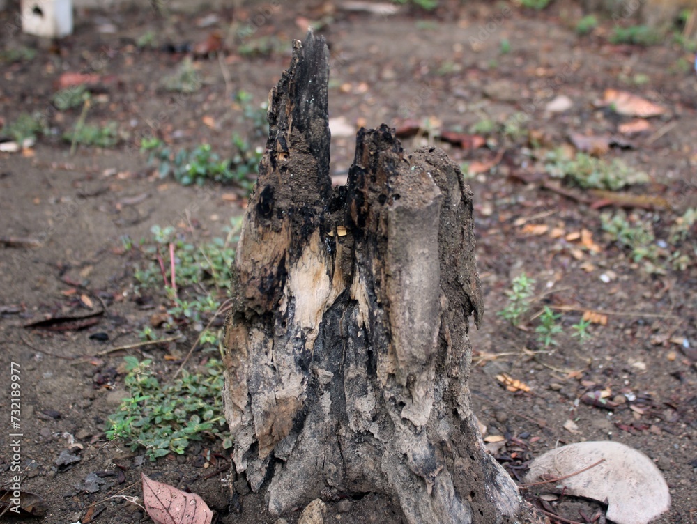 Wooden trees that have rotted are eaten by termites and can no longer grow Wooden trees that have rotted are eaten by termites and can no longer grow