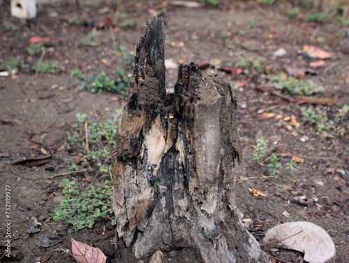Wooden trees that have rotted are eaten by termites and can no longer grow © Lintang Biru