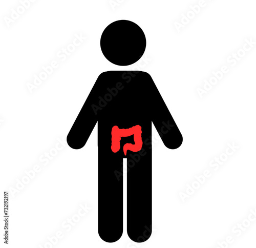 Pankreas Vector Illustration Understanding the Anatomy of the Pancreas