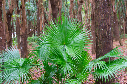 Fototapeta Naklejka Na Ścianę i Meble -  National plant of the Phillipines livistona rotundifolia. Anahaw Palm