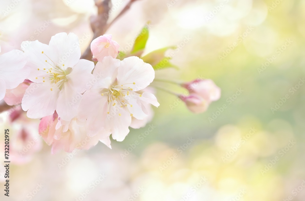 桜の花