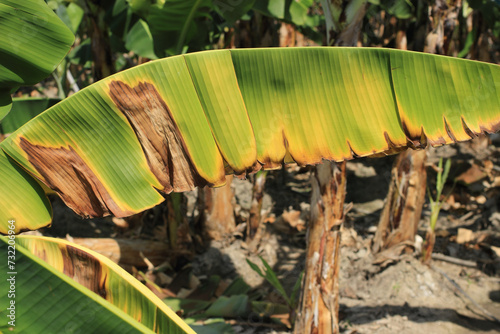 banana plant affected by deadly Fusarium wilt disease Tropical Race 4 fungus  photo