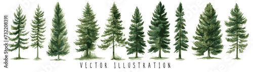 Watercolor of pine trees vector illustration collection set. Pine  spruce  christmas tree. isolated vector background