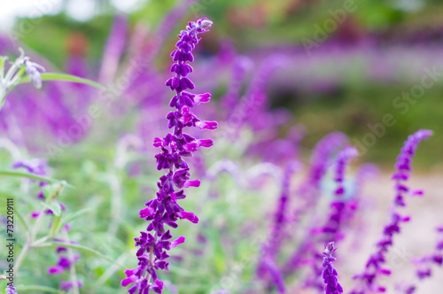 Close up of beautiful blooming lavender in a garden.