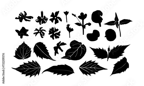 seamless pattern designs. jasmine vector. Seamless Parijat Pattern Vector. Night-flowering jasmine vector. tropical leaves and flower design.