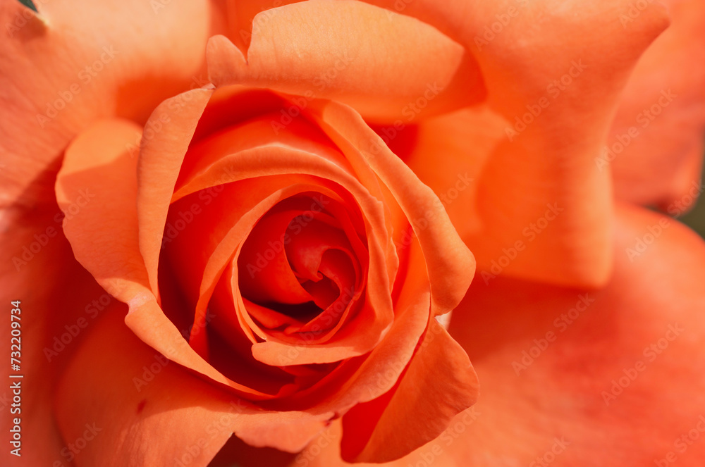 Closeup orange petals of blooming rose. Orange roses in soft color. Closeup orange petals of blooming rose. Orange roses in soft color.