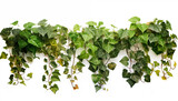 display ivy, isolated, white background.