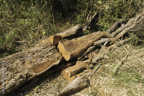 Tree stump in the forest. Uprooting of stumps in the woods. A stump with its roots torn out of the ground. photo