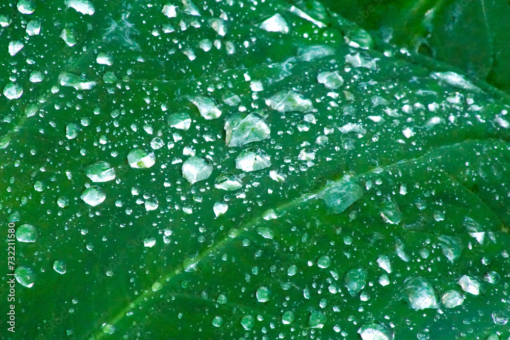 Close-up view of a green taro leaf with water droplets on it. Close-up view of a green taro leaf with water droplets on it.