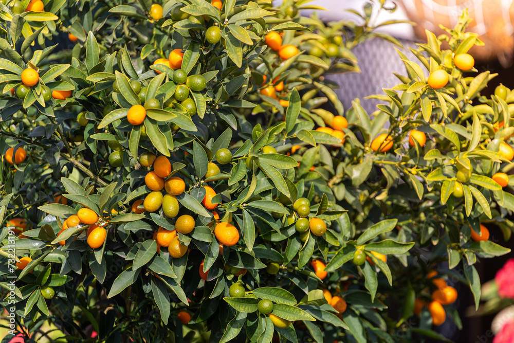 close-up of a beautiful tree with orange large  kumquats surrounded by many bright green leaves, soft focus